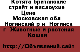 Котята британские страйт и вислоухие › Цена ­ 3 000 - Московская обл., Ногинский р-н, Ногинск г. Животные и растения » Кошки   